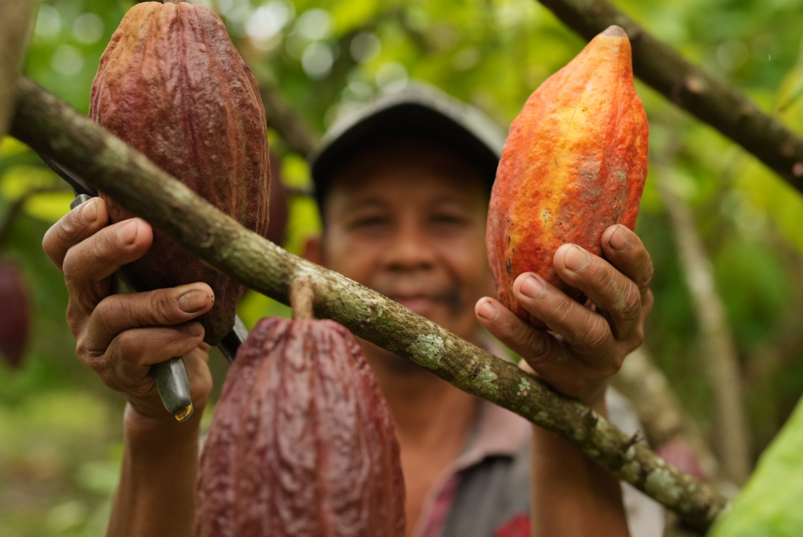 Indonesia's Cocoa Exports Record Strong Growth Amid Global Supply Constraints