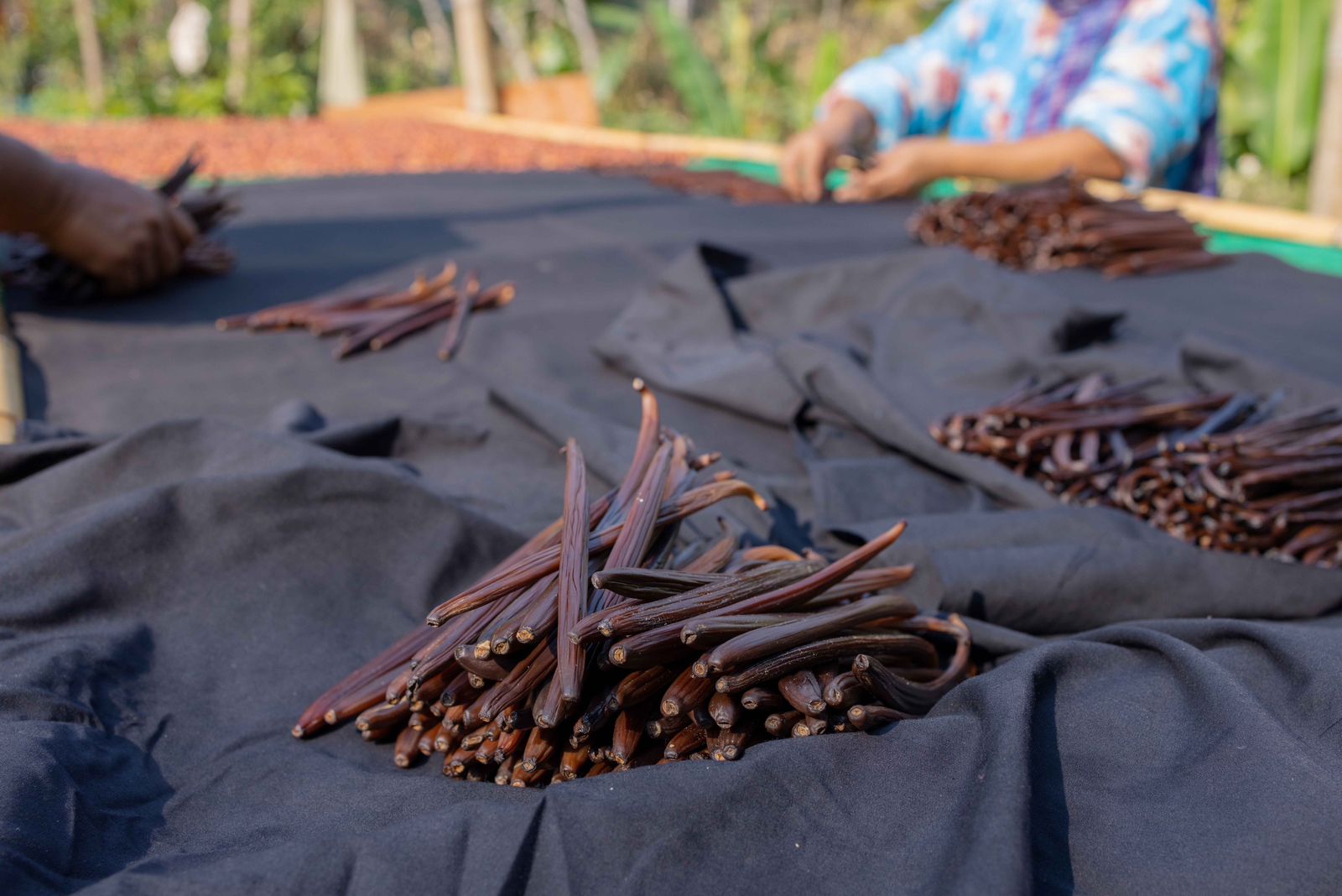 Indonesian Vanilla Exports, Promising Potential of the "Black Gold" Plant